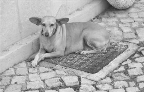 algarve-hund