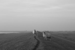 Schafe_aufm_Deich